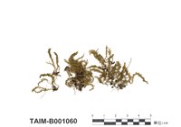 藏品(擬尖葉提燈苔)的圖片